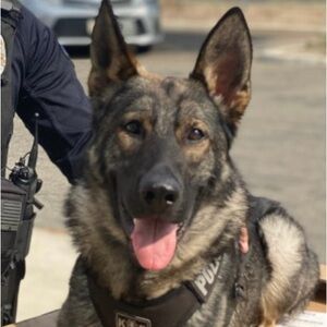 Meet your Posher, Linglingland